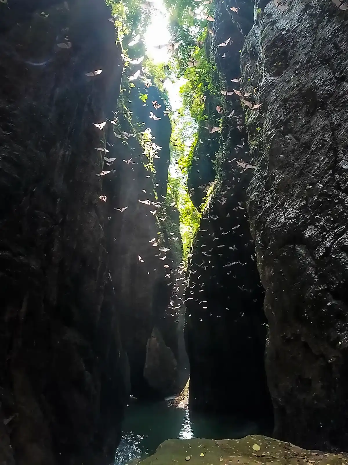 Bats streaming through shafts of light in the bat-cave section of the canyon